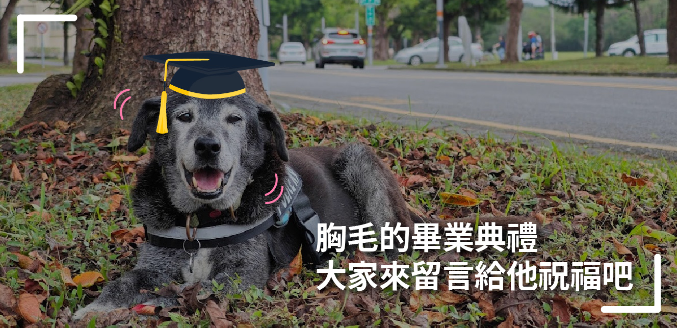 東華校狗胸毛2